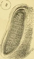 An illustration from The microscope: its history, construction, and application : being a familiar introduction to the use of the instrument and the study of microscopical sciences / by Jabez Hogg. (1869)