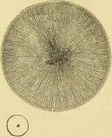 An illustration from The microscope: its history, construction, and application : being a familiar introduction to the use of the instrument and the study of microscopical sciences / by Jabez Hogg. (1869)