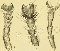 An illustration from The microscope: its history, construction, and application : being a familiar introduction to the use of the instrument and the study of microscopical sciences / by Jabez Hogg. (1869)