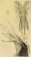 An illustration from The microscope: its history, construction, and application : being a familiar introduction to the use of the instrument and the study of microscopical sciences / by Jabez Hogg. (1869)