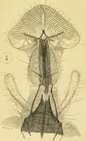 An illustration from The microscope: its history, construction, and application : being a familiar introduction to the use of the instrument and the study of microscopical sciences / by Jabez Hogg. (1869)