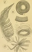 An illustration from The microscope: its history, construction, and application : being a familiar introduction to the use of the instrument and the study of microscopical sciences / by Jabez Hogg. (1869)