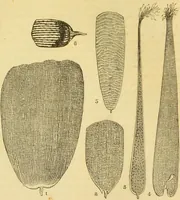 An illustration from The microscope: its history, construction, and application : being a familiar introduction to the use of the instrument and the study of microscopical sciences / by Jabez Hogg. (1869)