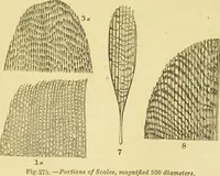 An illustration from The microscope: its history, construction, and application : being a familiar introduction to the use of the instrument and the study of microscopical sciences / by Jabez Hogg. (1869)