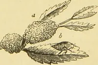 An illustration from The microscope: its history, construction, and application : being a familiar introduction to the use of the instrument and the study of microscopical sciences / by Jabez Hogg. (1869)