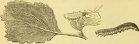 An illustration from The microscope: its history, construction, and application : being a familiar introduction to the use of the instrument and the study of microscopical sciences / by Jabez Hogg. (1869)