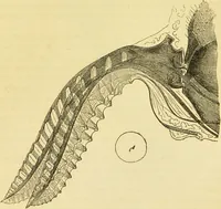 An illustration from The microscope: its history, construction, and application : being a familiar introduction to the use of the instrument and the study of microscopical sciences / by Jabez Hogg. (1869)