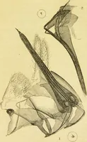 An illustration from The microscope: its history, construction, and application : being a familiar introduction to the use of the instrument and the study of microscopical sciences / by Jabez Hogg. (1869)