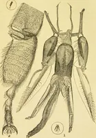 An illustration from The microscope: its history, construction, and application : being a familiar introduction to the use of the instrument and the study of microscopical sciences / by Jabez Hogg. (1869)