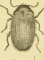 An illustration from The microscope: its history, construction, and application : being a familiar introduction to the use of the instrument and the study of microscopical sciences / by Jabez Hogg. (1869)