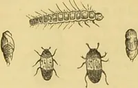 An illustration from The microscope: its history, construction, and application : being a familiar introduction to the use of the instrument and the study of microscopical sciences / by Jabez Hogg. (1869)