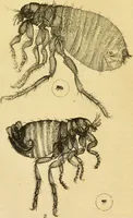 An illustration from The microscope: its history, construction, and application : being a familiar introduction to the use of the instrument and the study of microscopical sciences / by Jabez Hogg. (1869)