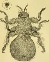 An illustration from The microscope: its history, construction, and application : being a familiar introduction to the use of the instrument and the study of microscopical sciences / by Jabez Hogg. (1869)