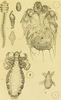 An illustration from The microscope: its history, construction, and application : being a familiar introduction to the use of the instrument and the study of microscopical sciences / by Jabez Hogg. (1869)