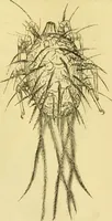 An illustration from The microscope: its history, construction, and application : being a familiar introduction to the use of the instrument and the study of microscopical sciences / by Jabez Hogg. (1869)