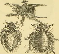 An illustration from The microscope: its history, construction, and application : being a familiar introduction to the use of the instrument and the study of microscopical sciences / by Jabez Hogg. (1869)