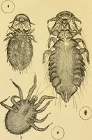 An illustration from The microscope: its history, construction, and application : being a familiar introduction to the use of the instrument and the study of microscopical sciences / by Jabez Hogg. (1869)