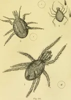 An illustration from The microscope: its history, construction, and application : being a familiar introduction to the use of the instrument and the study of microscopical sciences / by Jabez Hogg. (1869)