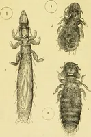 An illustration from The microscope: its history, construction, and application : being a familiar introduction to the use of the instrument and the study of microscopical sciences / by Jabez Hogg. (1869)