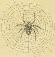 An illustration from The microscope: its history, construction, and application : being a familiar introduction to the use of the instrument and the study of microscopical sciences / by Jabez Hogg. (1869)
