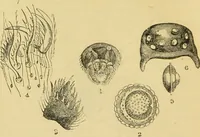 An illustration from The microscope: its history, construction, and application : being a familiar introduction to the use of the instrument and the study of microscopical sciences / by Jabez Hogg. (1869)