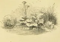 An illustration from The microscope: its history, construction, and application : being a familiar introduction to the use of the instrument and the study of microscopical sciences / by Jabez Hogg. (1869)