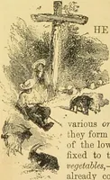 An illustration from The microscope: its history, construction, and application : being a familiar introduction to the use of the instrument and the study of microscopical sciences / by Jabez Hogg. (1869)