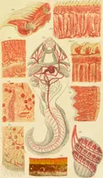 An illustration from The microscope: its history, construction, and application : being a familiar introduction to the use of the instrument and the study of microscopical sciences / by Jabez Hogg. (1869)