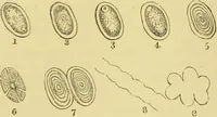 An illustration from The microscope: its history, construction, and application : being a familiar introduction to the use of the instrument and the study of microscopical sciences / by Jabez Hogg. (1869)