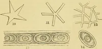 An illustration from The microscope: its history, construction, and application : being a familiar introduction to the use of the instrument and the study of microscopical sciences / by Jabez Hogg. (1869)