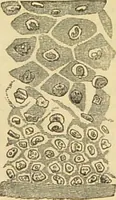 An illustration from The microscope: its history, construction, and application : being a familiar introduction to the use of the instrument and the study of microscopical sciences / by Jabez Hogg. (1869)