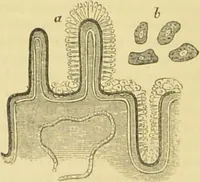 An illustration from The microscope: its history, construction, and application : being a familiar introduction to the use of the instrument and the study of microscopical sciences / by Jabez Hogg. (1869)