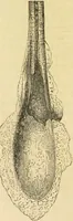 An illustration from The microscope: its history, construction, and application : being a familiar introduction to the use of the instrument and the study of microscopical sciences / by Jabez Hogg. (1869)
