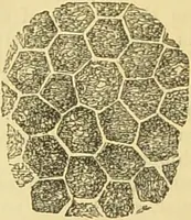 An illustration from The microscope: its history, construction, and application : being a familiar introduction to the use of the instrument and the study of microscopical sciences / by Jabez Hogg. (1869)