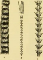 An illustration from The microscope: its history, construction, and application : being a familiar introduction to the use of the instrument and the study of microscopical sciences / by Jabez Hogg. (1869)