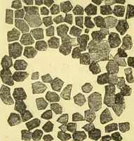 An illustration from The microscope: its history, construction, and application : being a familiar introduction to the use of the instrument and the study of microscopical sciences / by Jabez Hogg. (1869)