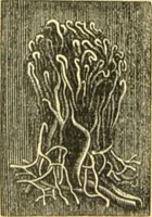 An illustration from The microscope: its history, construction, and application : being a familiar introduction to the use of the instrument and the study of microscopical sciences / by Jabez Hogg. (1869)