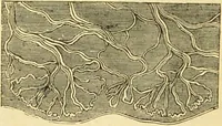 An illustration from The microscope: its history, construction, and application : being a familiar introduction to the use of the instrument and the study of microscopical sciences / by Jabez Hogg. (1869)