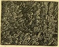 An illustration from The microscope: its history, construction, and application : being a familiar introduction to the use of the instrument and the study of microscopical sciences / by Jabez Hogg. (1869)