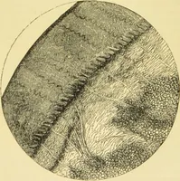 An illustration from The microscope: its history, construction, and application : being a familiar introduction to the use of the instrument and the study of microscopical sciences / by Jabez Hogg. (1869)