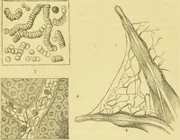 An illustration from The microscope: its history, construction, and application : being a familiar introduction to the use of the instrument and the study of microscopical sciences / by Jabez Hogg. (1869)