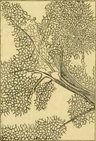 An illustration from The microscope: its history, construction, and application : being a familiar introduction to the use of the instrument and the study of microscopical sciences / by Jabez Hogg. (1869)