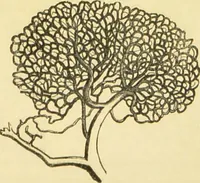 An illustration from The microscope: its history, construction, and application : being a familiar introduction to the use of the instrument and the study of microscopical sciences / by Jabez Hogg. (1869)