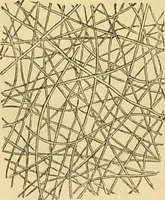 An illustration from The microscope: its history, construction, and application : being a familiar introduction to the use of the instrument and the study of microscopical sciences / by Jabez Hogg. (1869)