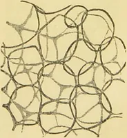 An illustration from The microscope: its history, construction, and application : being a familiar introduction to the use of the instrument and the study of microscopical sciences / by Jabez Hogg. (1869)