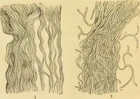 An illustration from The microscope: its history, construction, and application : being a familiar introduction to the use of the instrument and the study of microscopical sciences / by Jabez Hogg. (1869)