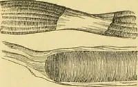 An illustration from The microscope: its history, construction, and application : being a familiar introduction to the use of the instrument and the study of microscopical sciences / by Jabez Hogg. (1869)
