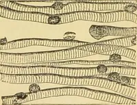 An illustration from The microscope: its history, construction, and application : being a familiar introduction to the use of the instrument and the study of microscopical sciences / by Jabez Hogg. (1869)