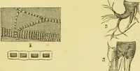 An illustration from The microscope: its history, construction, and application : being a familiar introduction to the use of the instrument and the study of microscopical sciences / by Jabez Hogg. (1869)