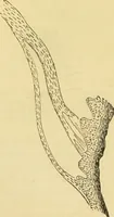 An illustration from The microscope: its history, construction, and application : being a familiar introduction to the use of the instrument and the study of microscopical sciences / by Jabez Hogg. (1869)
